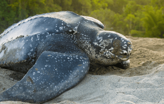 Tartaruga de Couro na Praia